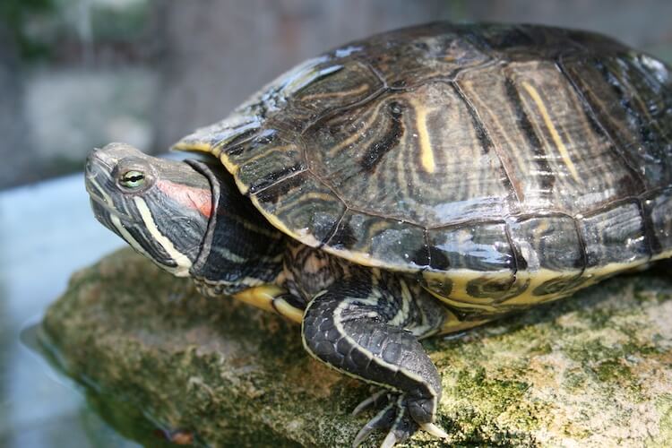 Detail Can Red Eared Slider Turtles Eat Watermelon Nomer 57