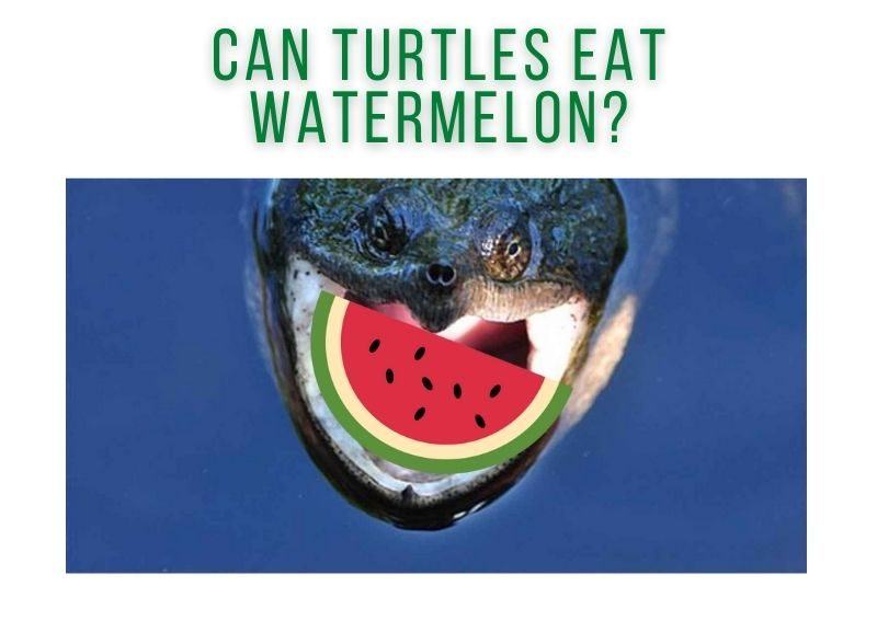 Detail Can Red Eared Slider Turtles Eat Watermelon Nomer 7