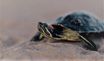 Detail Can Red Eared Slider Turtles Eat Watermelon Nomer 8