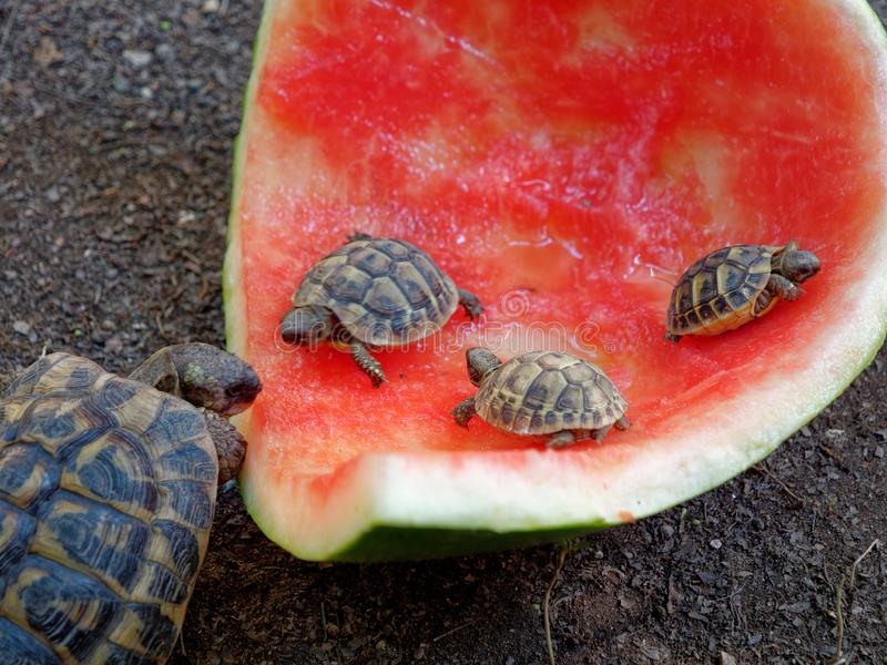 Detail Can Red Eared Slider Turtles Eat Watermelon Nomer 9