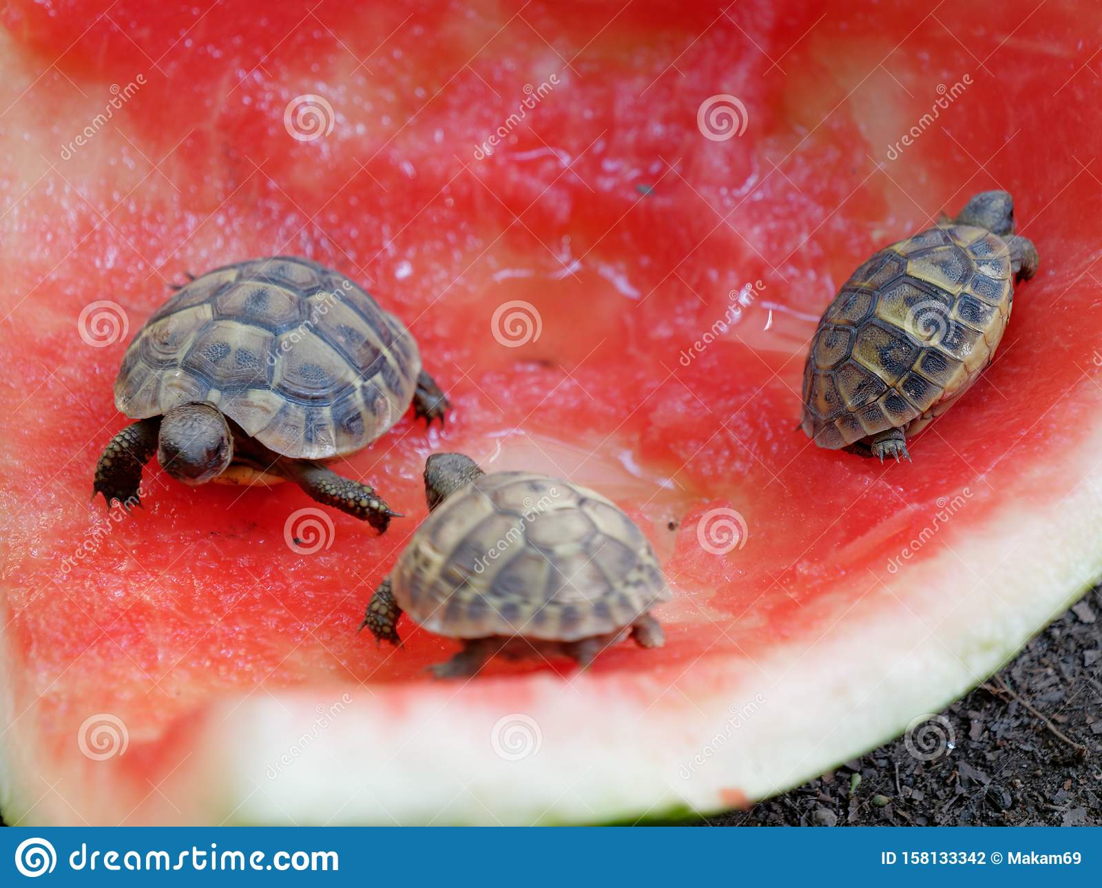 Detail Can Red Eared Slider Turtles Eat Watermelon Nomer 10