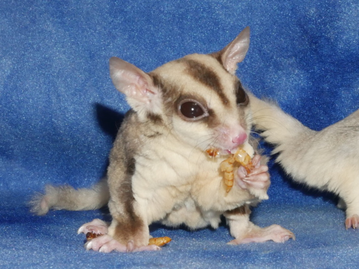 Detail Can Sugar Gliders Eat Walnuts Nomer 3