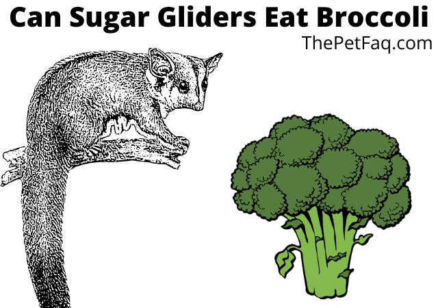 Can Sugar Gliders Have Broccoli - KibrisPDR