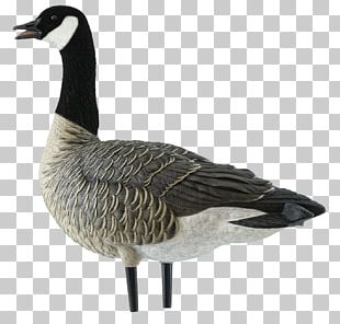 Detail Canadian Goose Png Nomer 11