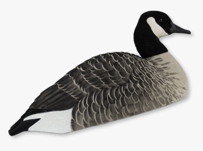 Detail Canadian Goose Png Nomer 32