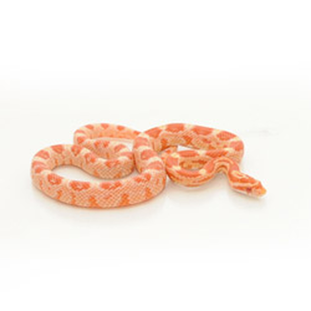 Candy Cane Corn Snake For Sale - KibrisPDR