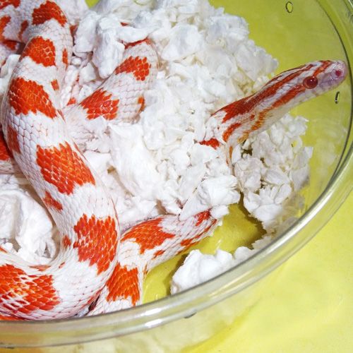 Detail Candy Cane Corn Snake For Sale Nomer 12