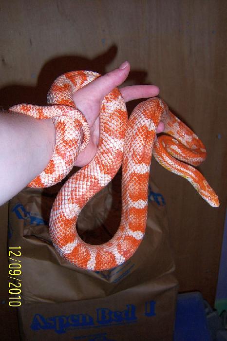 Detail Candy Cane Corn Snake For Sale Nomer 18