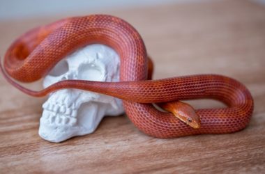 Detail Candy Cane Corn Snake For Sale Nomer 25