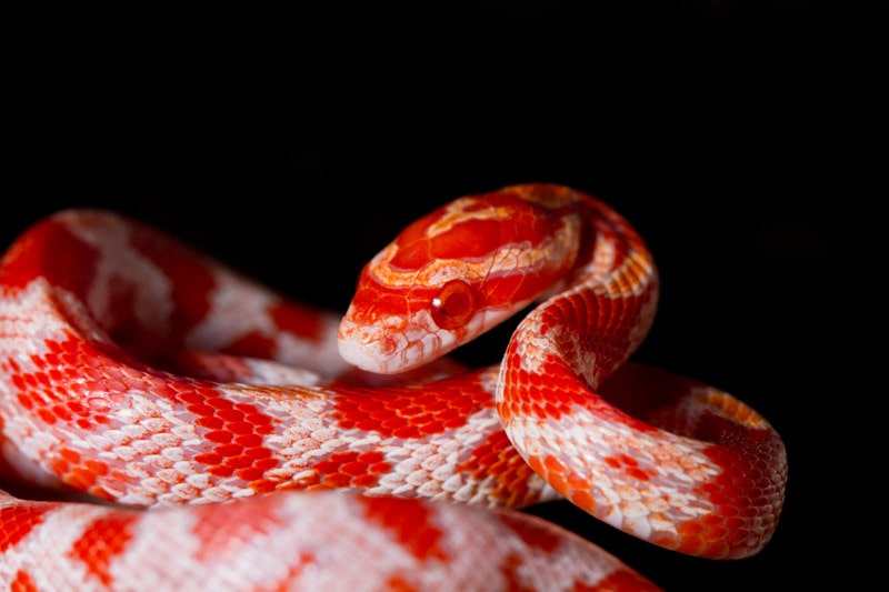 Detail Candy Cane Corn Snake For Sale Nomer 4