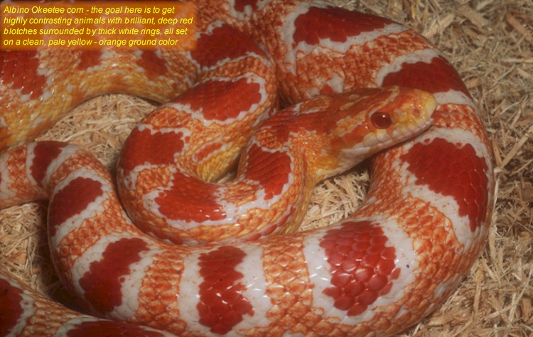 Detail Candy Cane Corn Snake For Sale Nomer 28