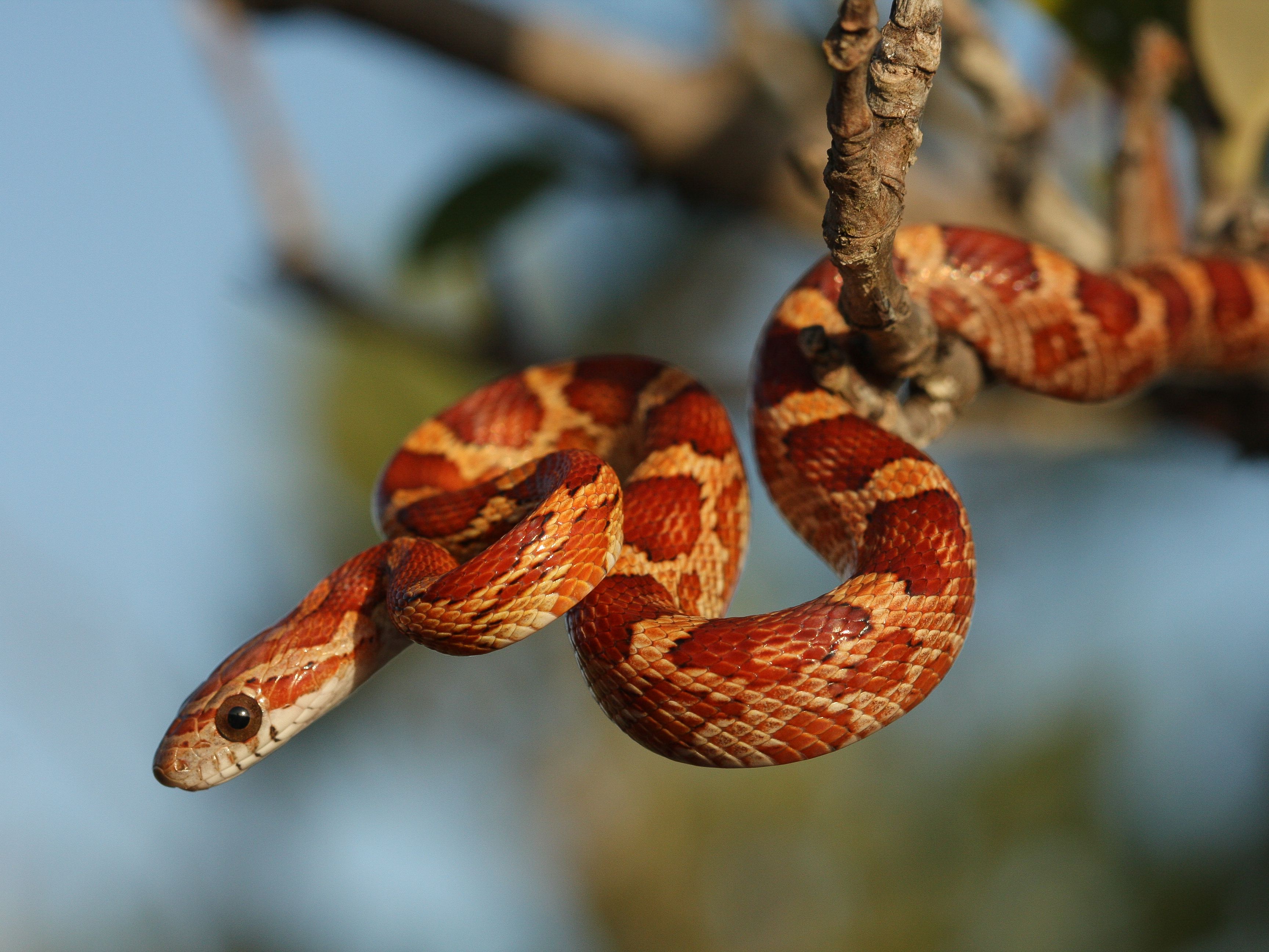 Detail Candy Cane Corn Snake For Sale Nomer 29