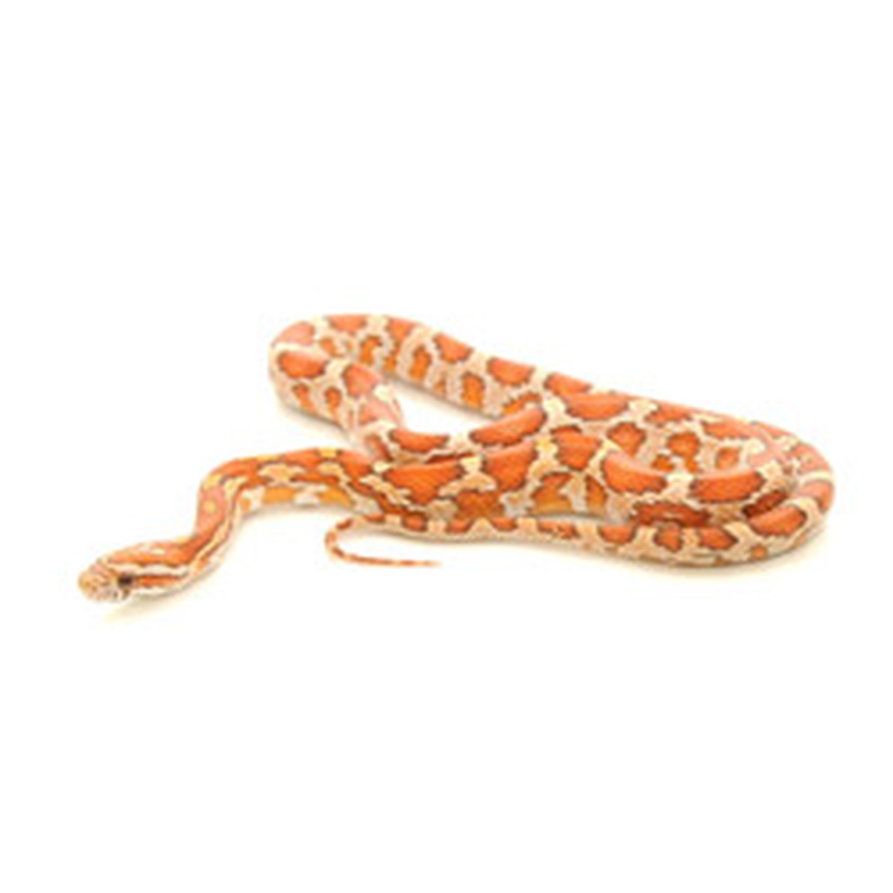 Detail Candy Cane Corn Snake For Sale Nomer 32