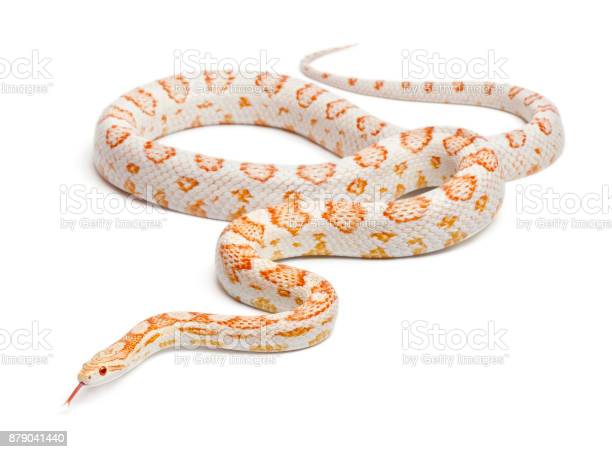 Detail Candy Cane Corn Snake For Sale Nomer 35