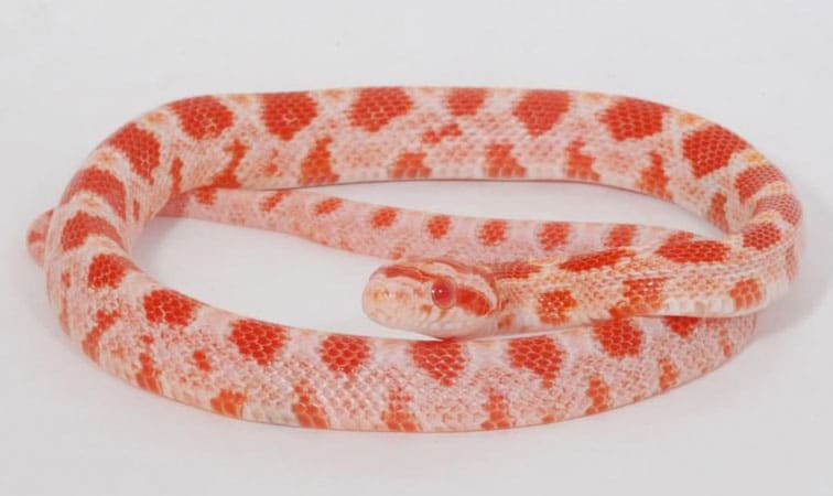 Detail Candy Cane Corn Snake For Sale Nomer 36