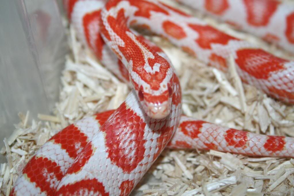 Detail Candy Cane Corn Snake For Sale Nomer 5