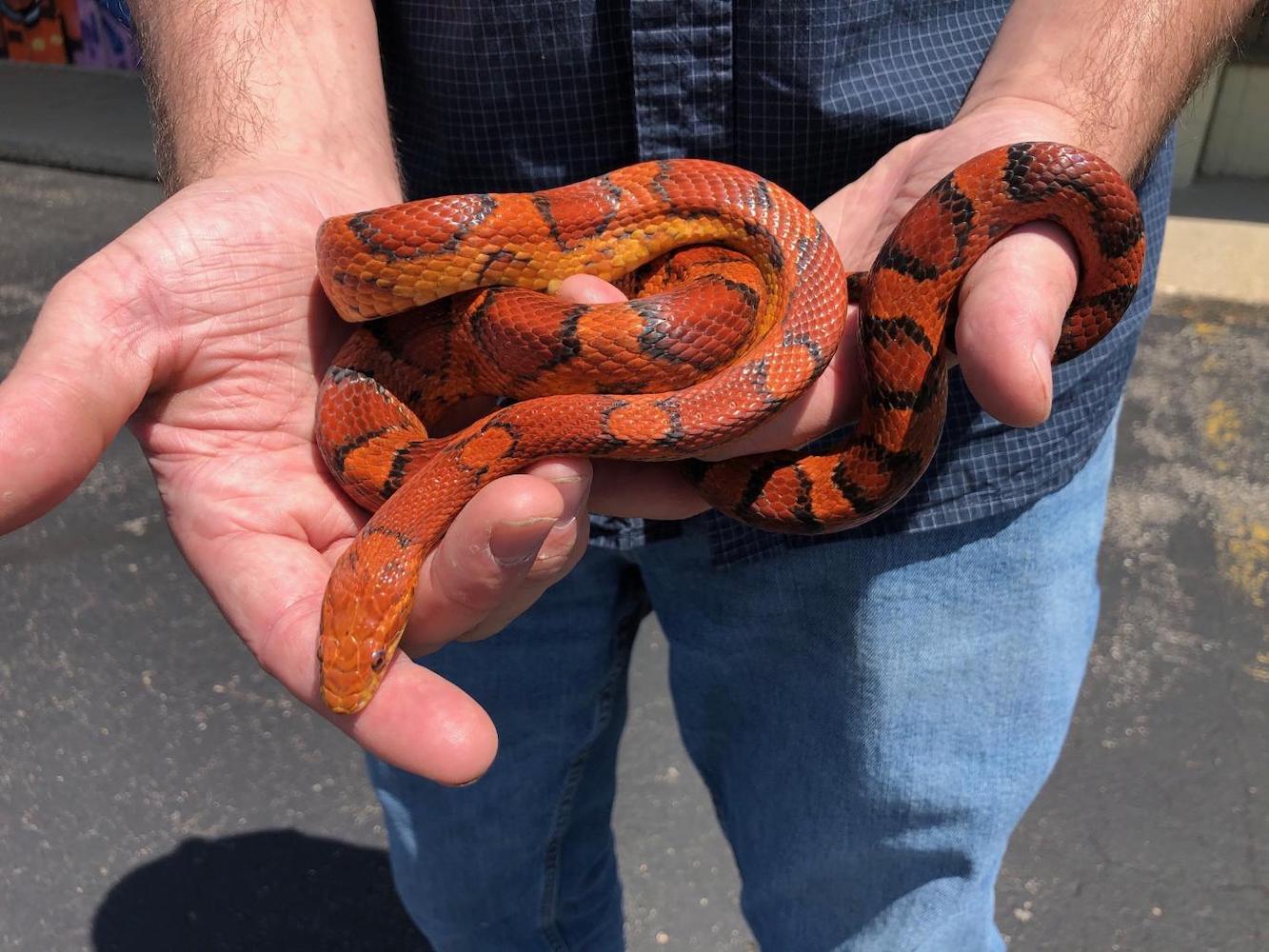 Detail Candy Cane Corn Snake For Sale Nomer 40