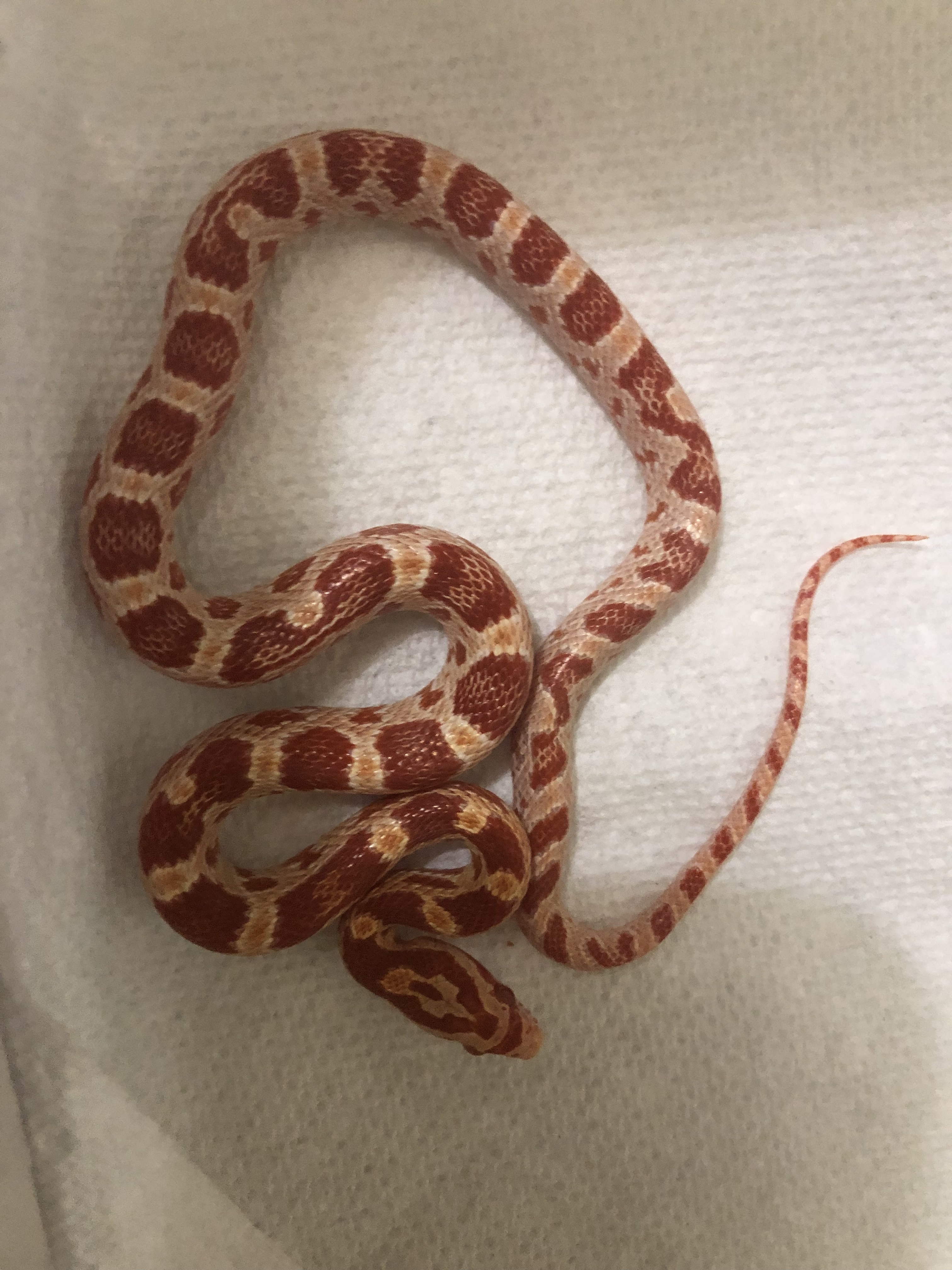 Detail Candy Cane Corn Snake For Sale Nomer 41