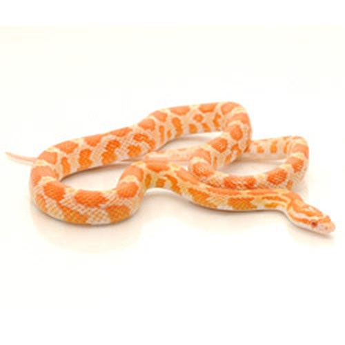 Detail Candy Cane Corn Snake For Sale Nomer 42