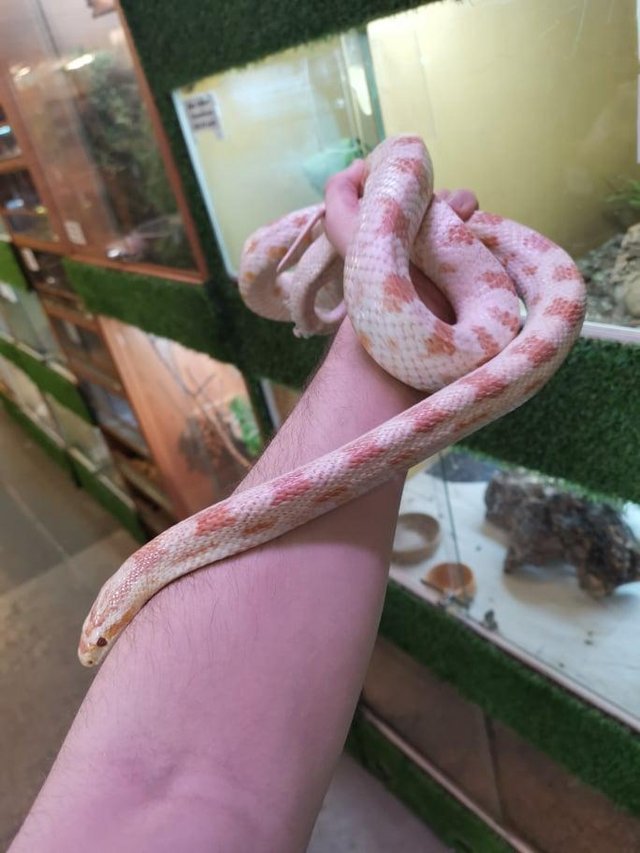 Detail Candy Cane Corn Snake For Sale Nomer 45