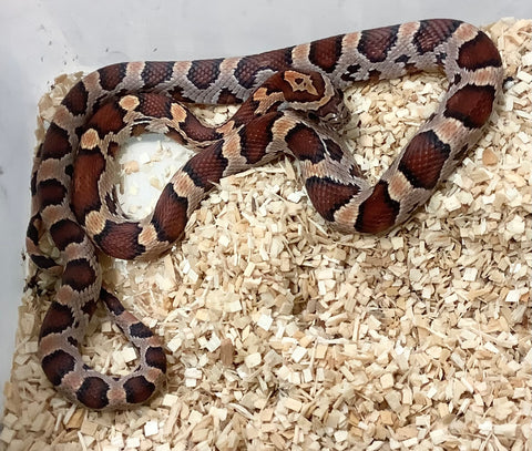 Detail Candy Cane Corn Snake For Sale Nomer 51