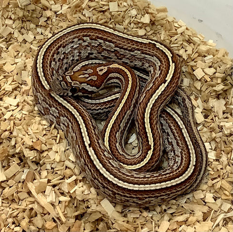 Detail Candy Cane Corn Snake For Sale Nomer 52