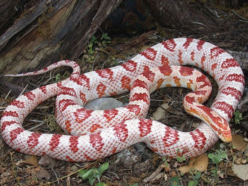 Detail Candy Cane Corn Snake For Sale Nomer 7