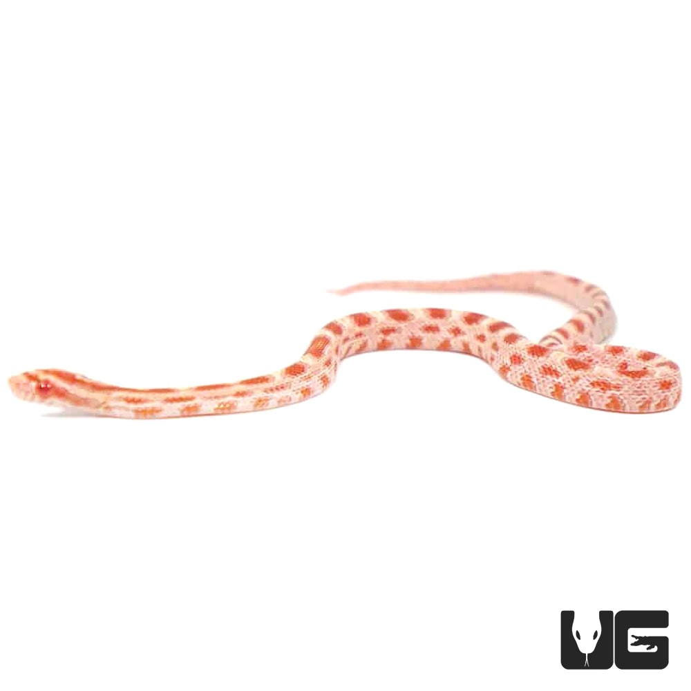 Detail Candy Cane Corn Snake For Sale Nomer 9