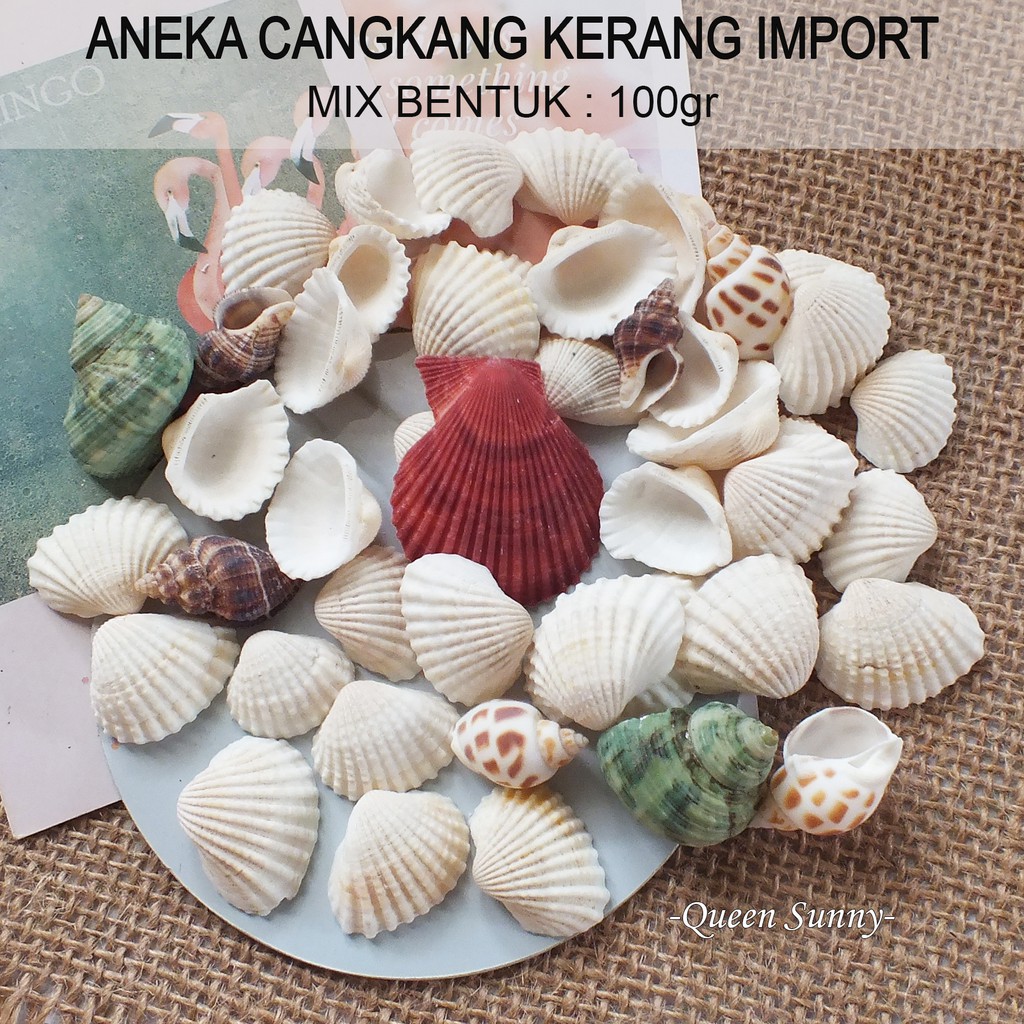 Detail Cangkang Kerang Laut Nomer 19