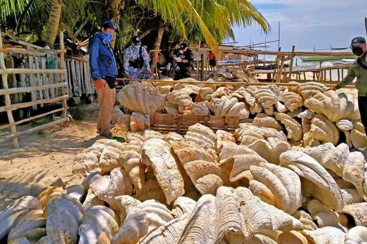 Detail Cangkang Kerang Laut Nomer 23