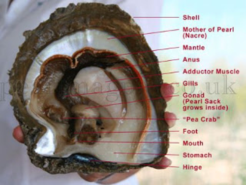 Detail Cangkang Kerang Tiram Nomer 45