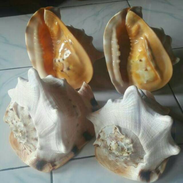 Detail Cangkang Siput Laut Nomer 17