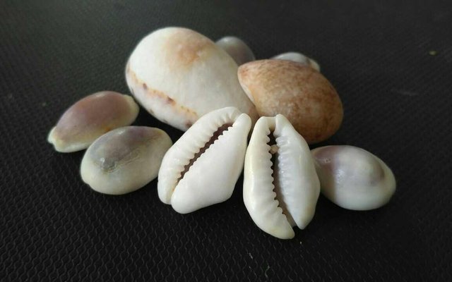 Detail Cangkang Siput Laut Nomer 22