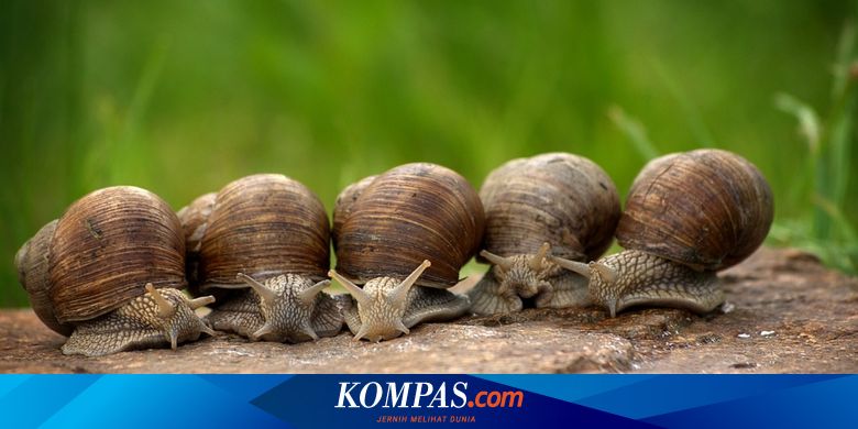 Detail Cangkang Siput Laut Nomer 26