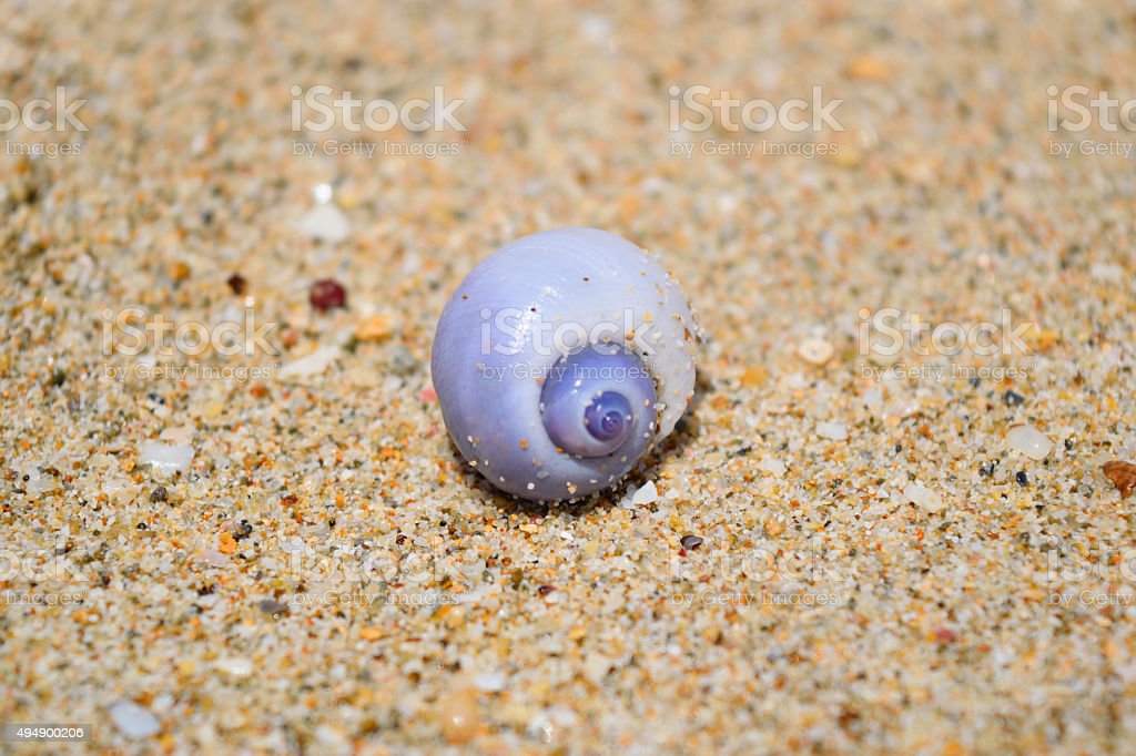 Detail Cangkang Siput Laut Nomer 28