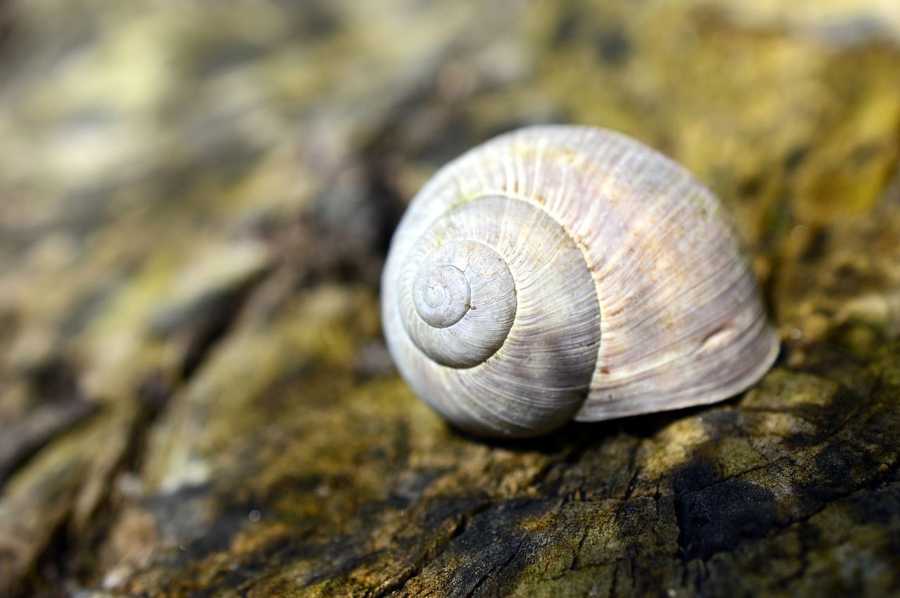 Detail Cangkang Siput Laut Nomer 9