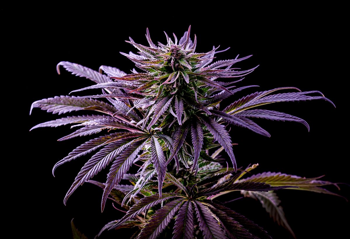 Detail Cannabis Images Nomer 34