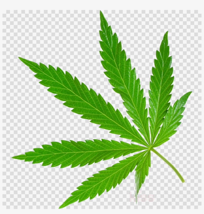 Detail Cannabis Leaf Clipart Nomer 16