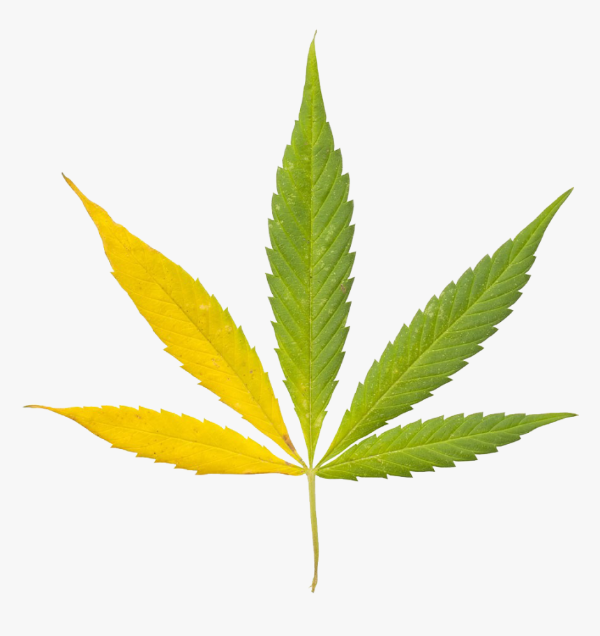 Detail Cannabis Leaf Clipart Nomer 40