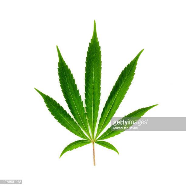 Detail Cannabis Leaf Pictures Nomer 18