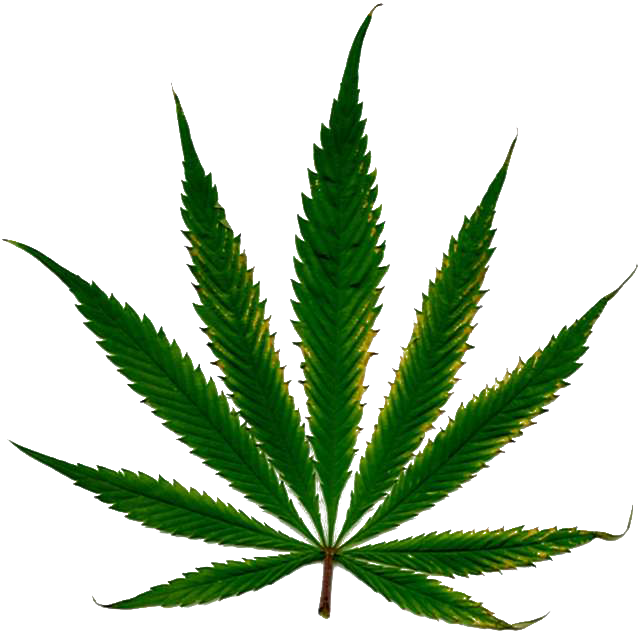 Detail Cannabis Leaf Png Nomer 15