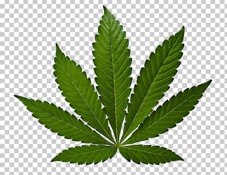 Detail Cannabis Leaf Png Nomer 23