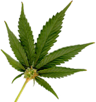 Detail Cannabis Leaf Png Nomer 34