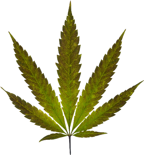 Detail Cannabis Leaf Png Nomer 39