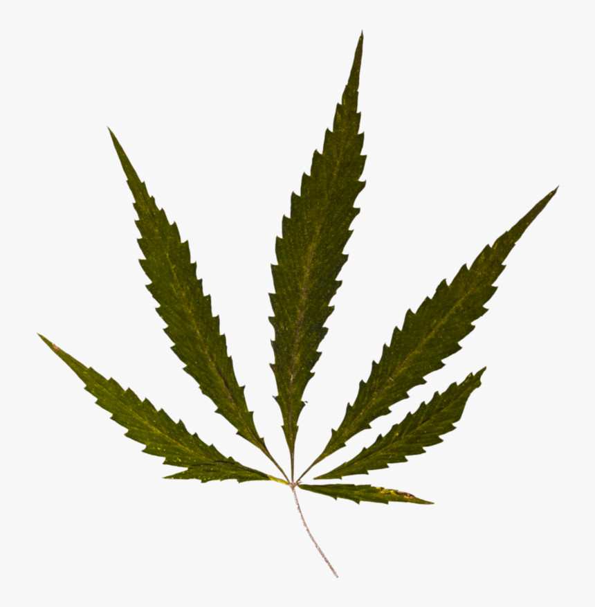 Detail Cannabis Leaf Png Nomer 51