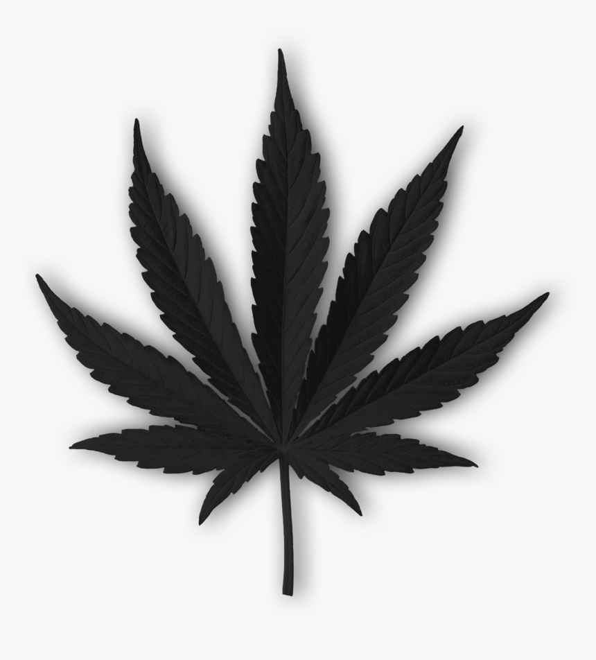 Detail Cannabis Leaf Png Nomer 60