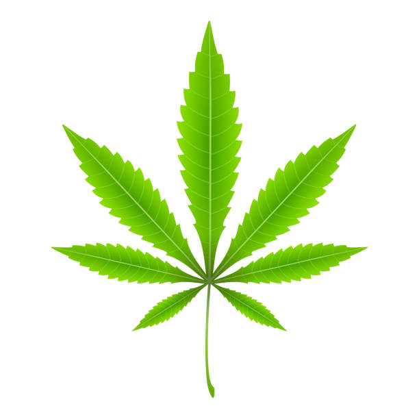 Cannabis Leaf Vector - KibrisPDR