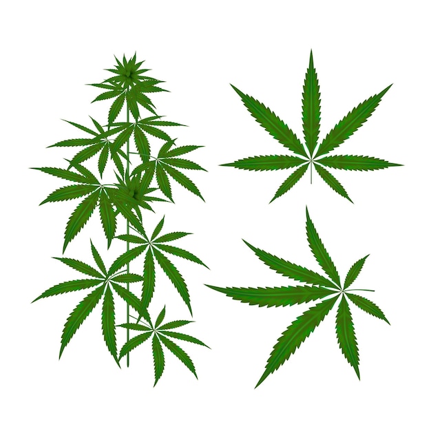 Detail Cannabis Leaf Vector Nomer 51
