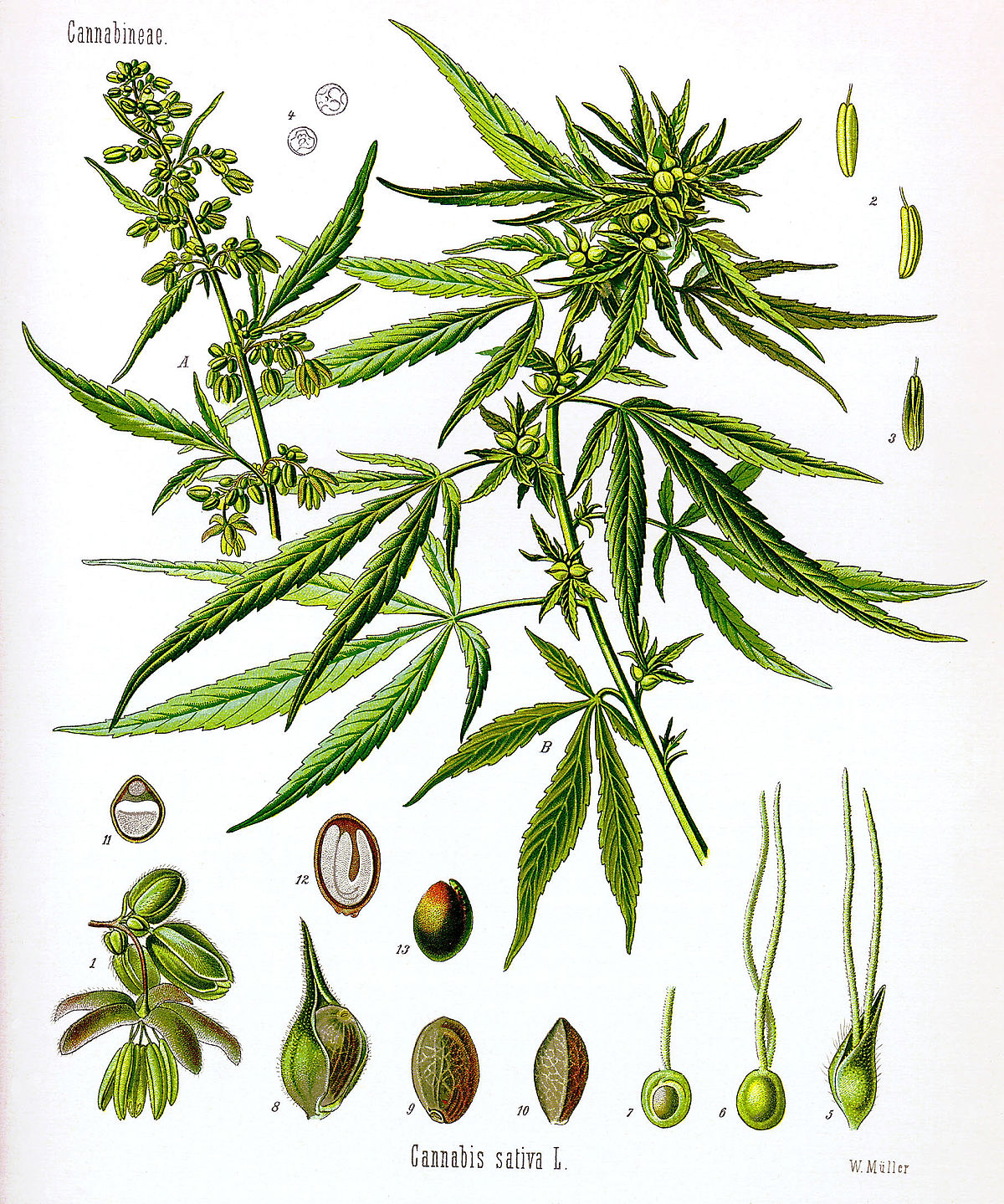 Detail Cannabis Photos Nomer 8