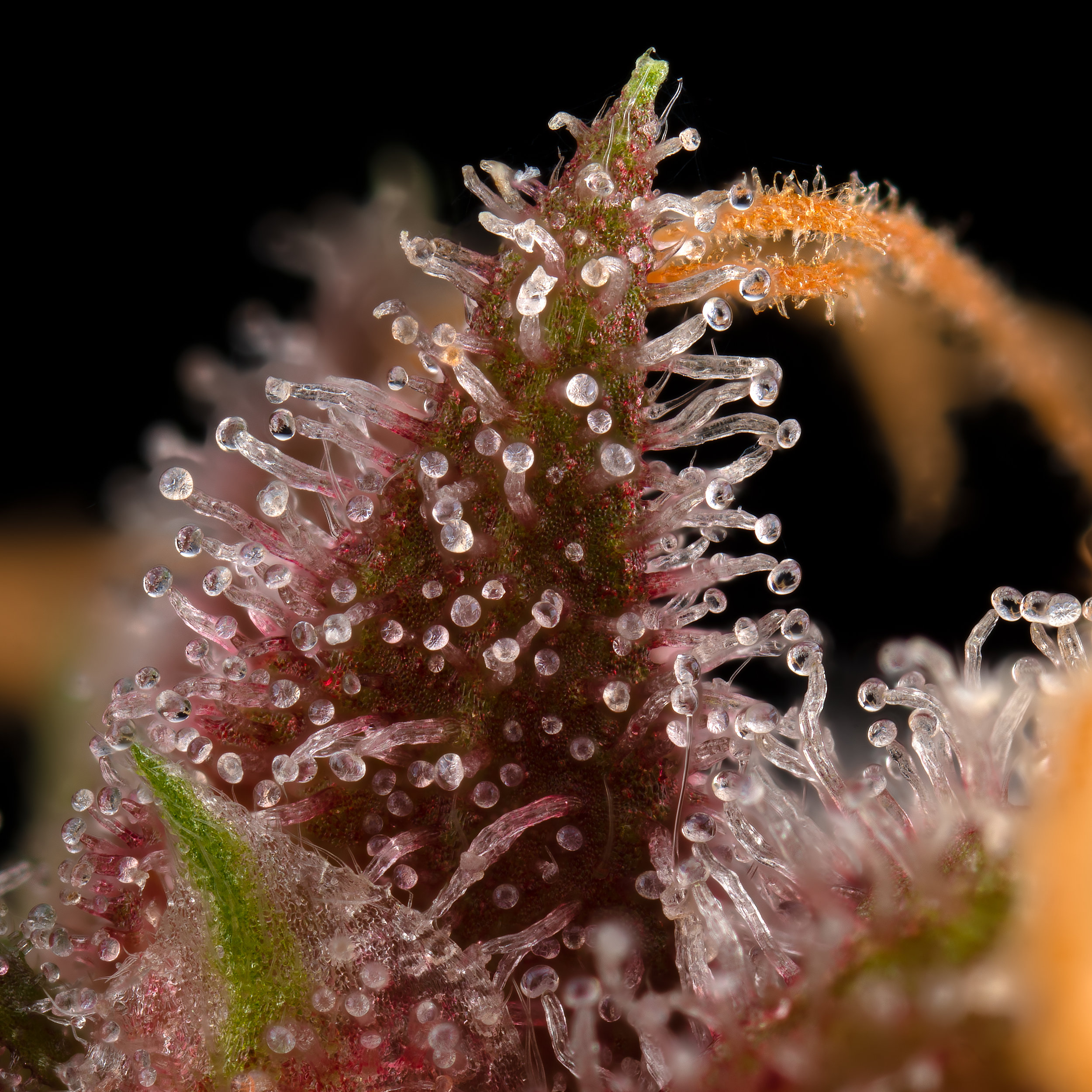 Detail Cannabis Pictures Gallery Nomer 28